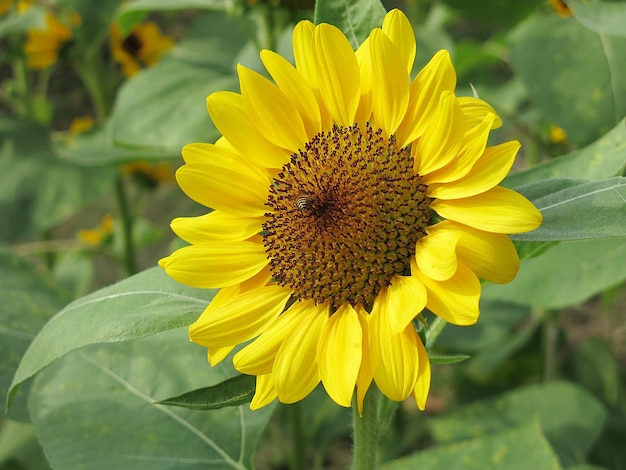 Eine blühende gelbe Sonnenblume