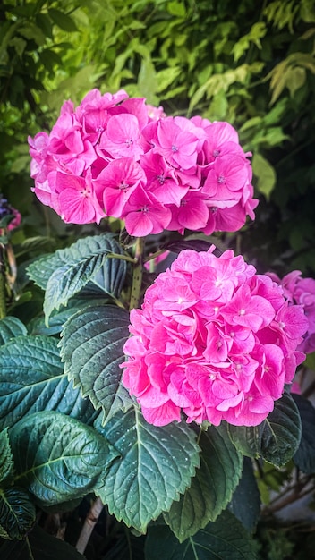 Eine blühende Hortensie mit tiefrosa Blüten