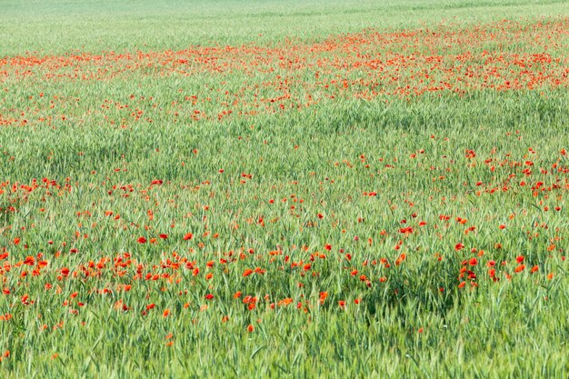 Eine blühende rote Mohnblume, die auf dem landwirtschaftlichen Feld wächst, wo sie Weizen anbaut