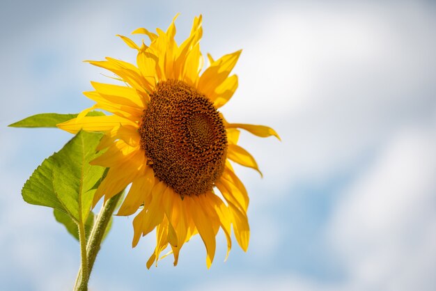 Eine blühende Sonnenblume auf dem Hintergrund des bunten Himmels Lebendige Sonnenblume in voller Blüte