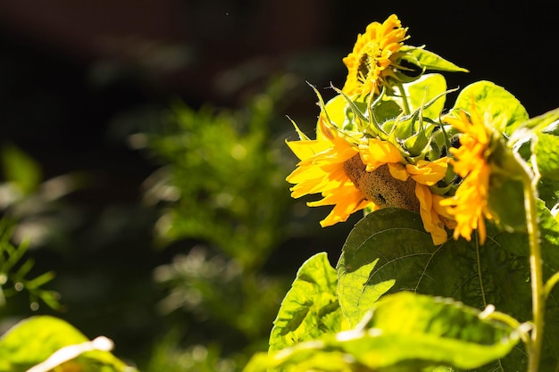 Eine blühende Sonnentaublume im Gegenlicht