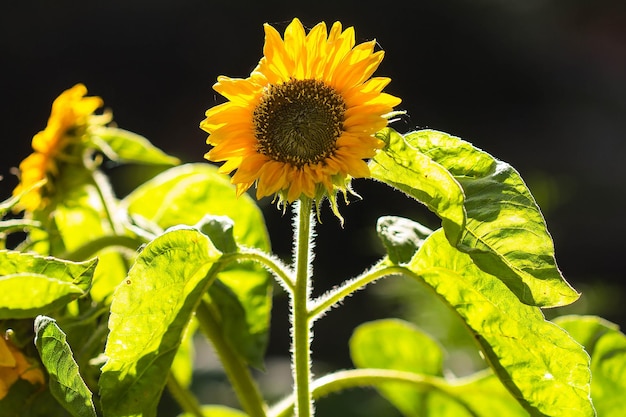 Eine blühende Sonnentaublume im Gegenlicht