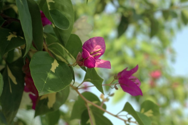 Eine Blume an einem Baum im Garten des Hauses, in dem wir abends übernachteten.