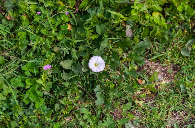 Eine Blume der Pflanze, die als japanischer Creeper bekannt ist, isoliert vor einem Hintergrund von grünen Blättern