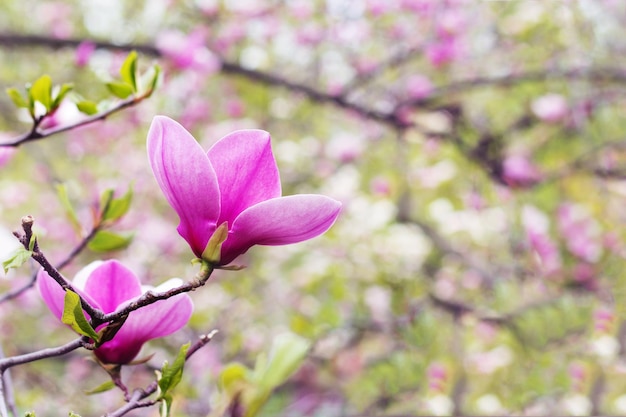 Eine Blume des blühenden Magnolienbaums im Frühling