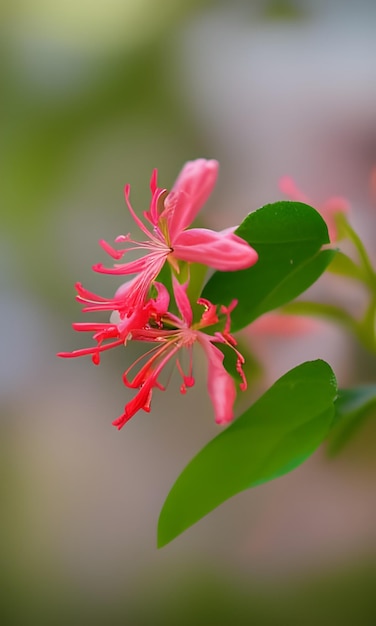 Eine Blume, die im Garten als rote Blume bezeichnet wird.