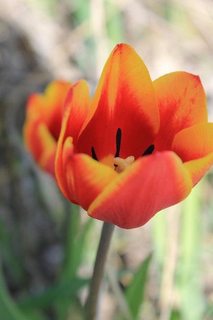 Eine Blume, die in der Farbe orange und gelb ist