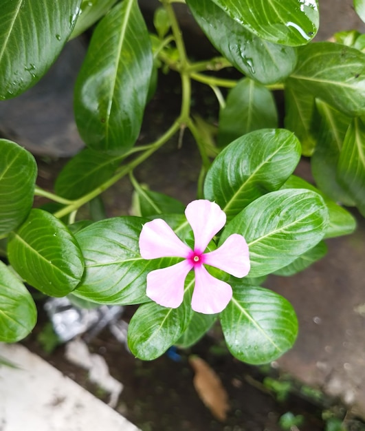 Foto eine blume, die rosa ist und eine rosa mitte hat.