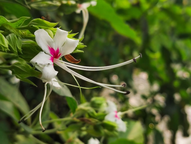 Eine Blume, die rosa und weiß ist und eine rosa Mitte hat