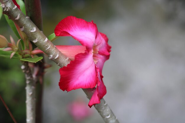 Eine Blume, die rot und rosa ist