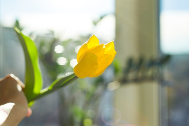 Eine Blume gelbe Tulpe in weiblichem Handhintergrund blauer Himmel und Sonnenuntergang, Frühlingsferienzeit