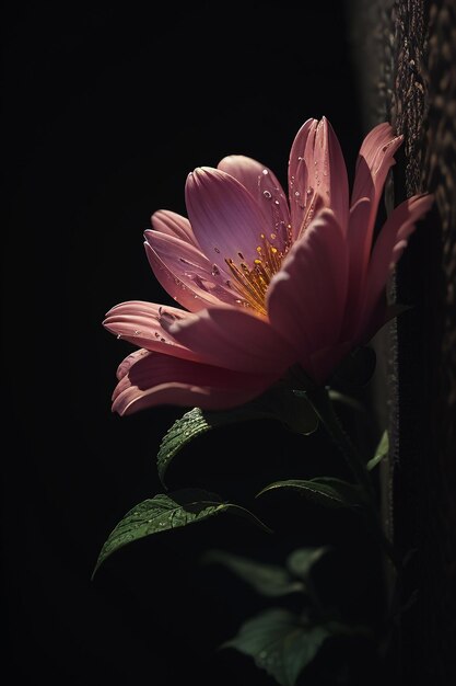 Eine Blume im Dunkeln, auf die das Licht scheint.