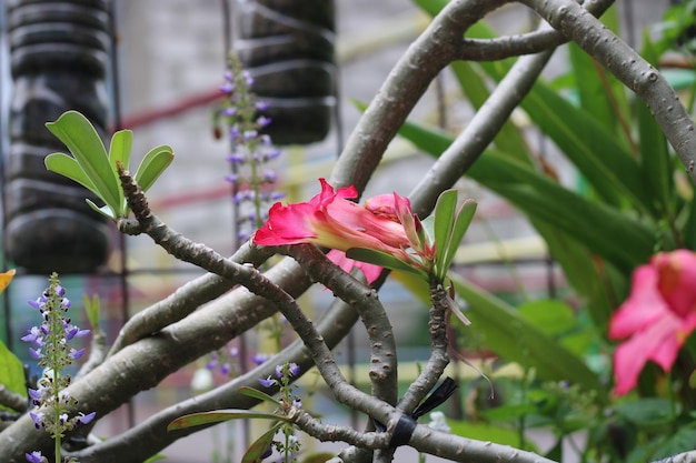 Eine Blume im Garten des Hotel de la vie.