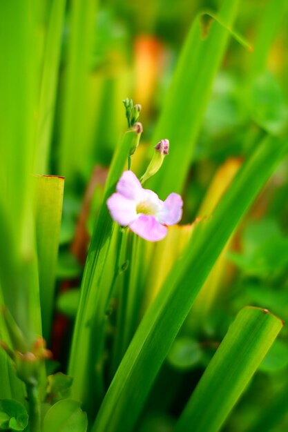 Eine Blume im Gras