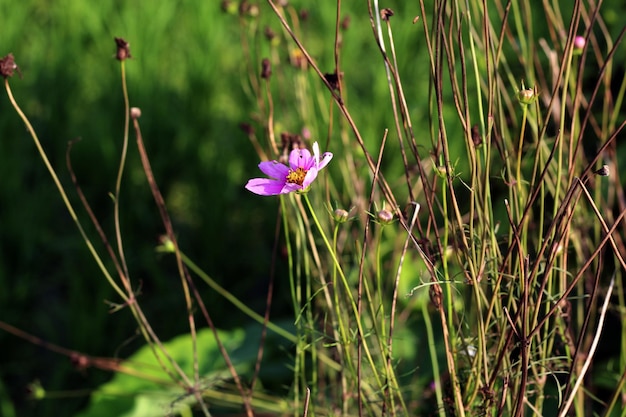 Eine Blume im Gras