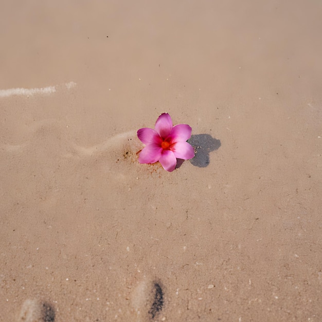 eine Blume im Sand mit einer weißen Linie an der Unterseite