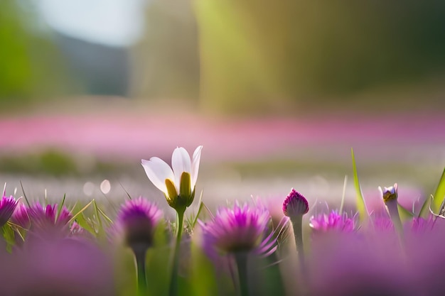 eine Blume in einem Feld aus lila und weißen Blumen.