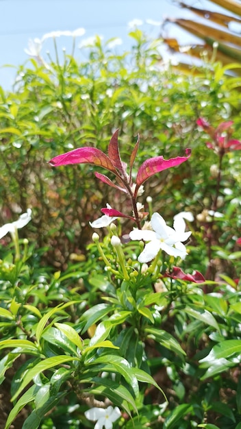 Eine Blume in einem Garten mit einer roten Blume