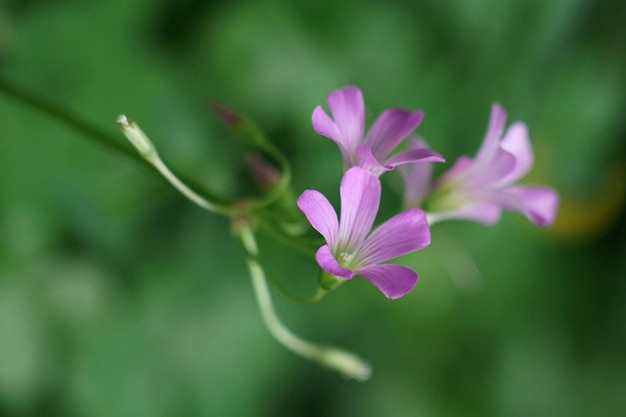 Foto eine blume in einem grünen feld