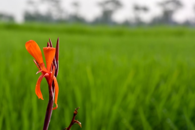 Eine Blume in einem Reisfeld