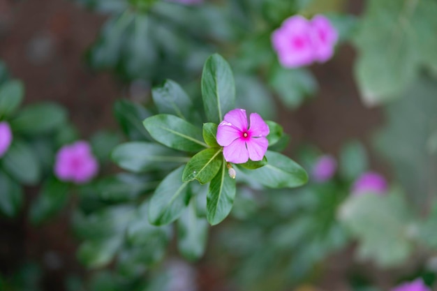 Eine Blume in einem Topf, der lila ist