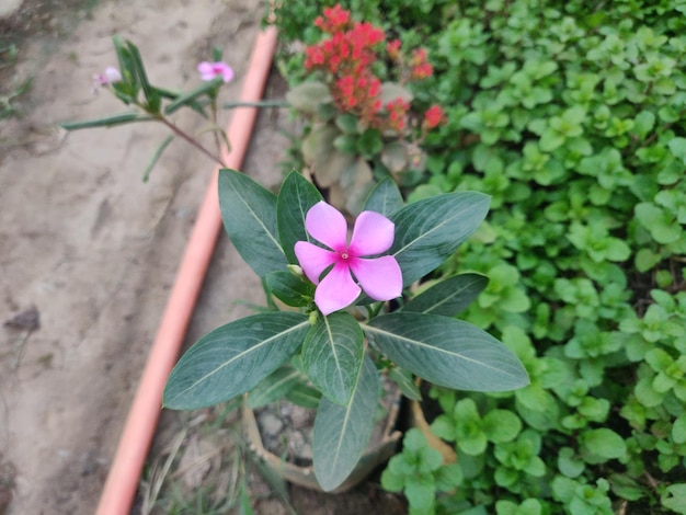 Eine Blume in einem Topf mit einem grünen Blatt und einer rosa Blume in der Mitte.