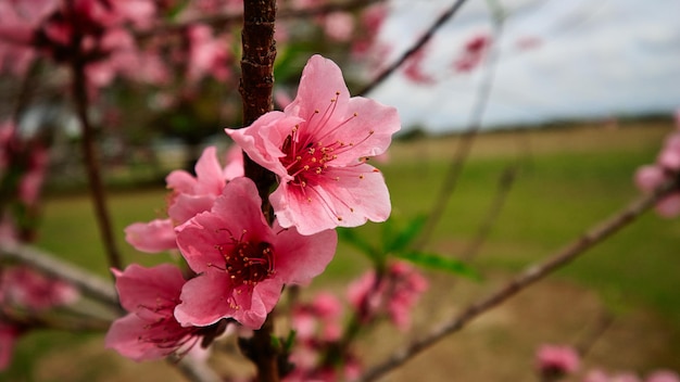 Eine Blume knüpft an der Spitze eines Baumzweigs