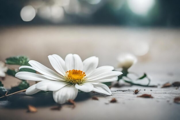 Foto eine blume mit dem wort gänseblümchen darauf