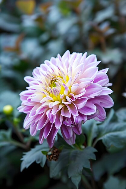 Eine Blume mit einem gelben Zentrum im Frühlingshintergrund, die von KI generiert wurde