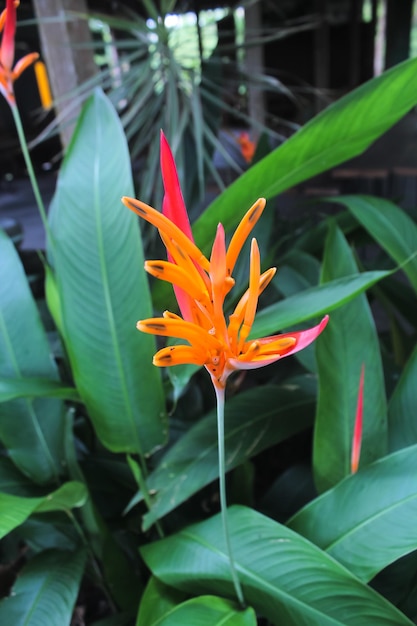 Eine Blume mit einem roten und orangefarbenen Blatt im Hintergrund