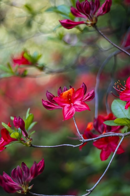 Eine Blume mit einer gelben Mitte blüht im Frühling.