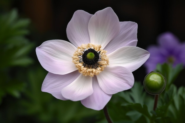 Eine Blume mit einer grünen Blüte in der Mitte