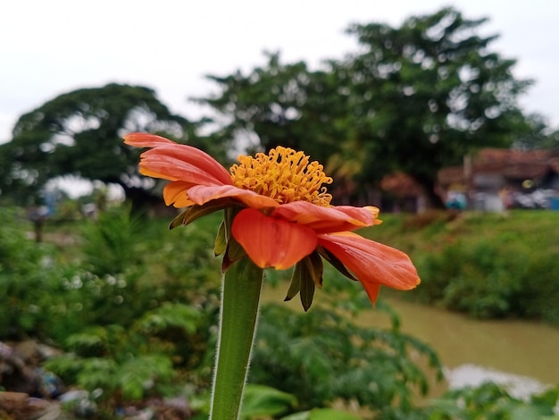 Eine Blume mit gelber Mitte