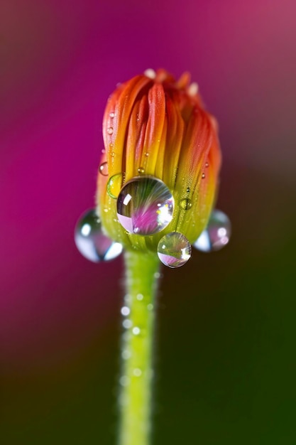 Eine Blume mit Wassertropfen darauf