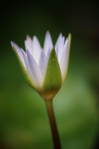 Eine Blume mit Wassertropfen darauf