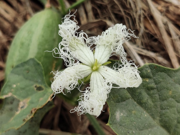 Eine Blume mit weißen Blüten und grünen Blättern.