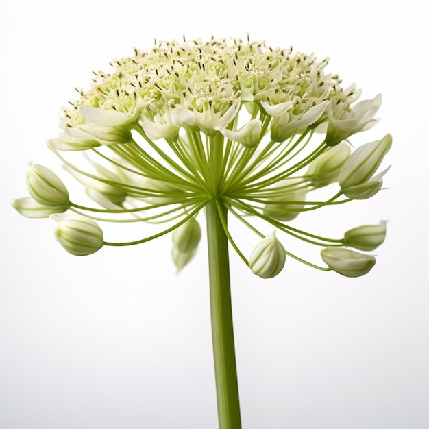 Eine Blume mit weißen Blütenblättern und einem grünen Stiel mit dem Wort Löwenzahn darauf