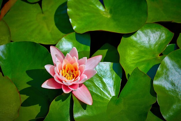 Eine Blume rosa Seerose Nahaufnahme inmitten großer grüner Blätter