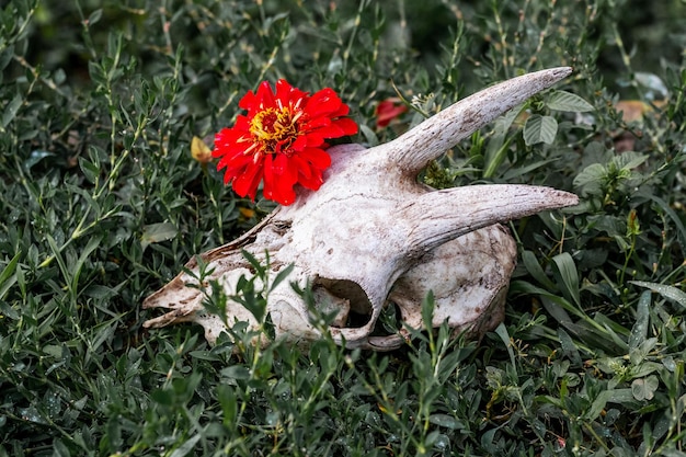 Eine Blume wächst durch den Ziegenschädel Ziegenschädel und rote Blume auf dem Rasen