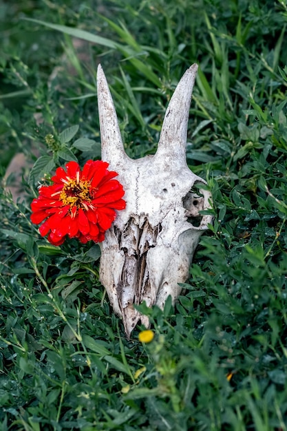 Eine Blume wächst durch den Ziegenschädel Ziegenschädel und rote Blume auf dem Rasen