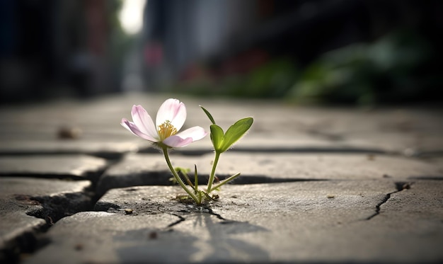 Eine Blume wächst durch einen Spalt im Gehweg.