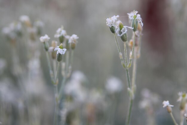 Eine Blumenwiese im Gras