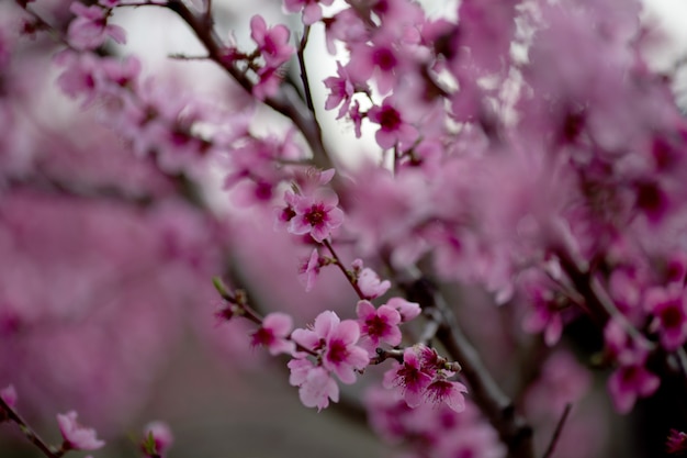 Eine Branche mit rosa Blüten. Nahansicht