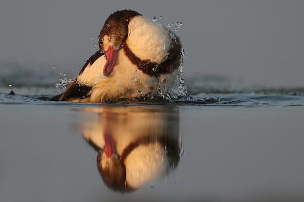 Eine Brandente badet gerne am frühen Morgen in der Mündung. Schöne Reflexion eines Vogels im Wasser. Sanftes Morgenlicht.Viele Spritzer wie GlasGefilmt auf der Tiligul-Mündung.Ukraine