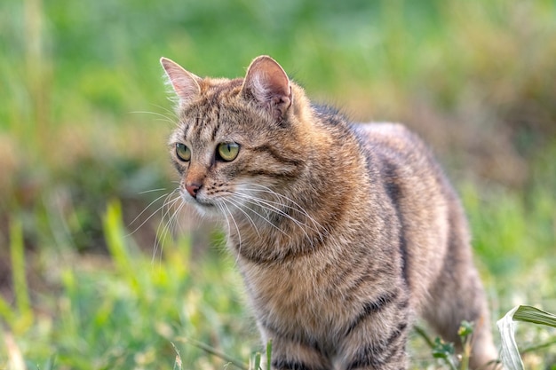 Eine braun gestreifte Katze schaut im Sommer sorgfältig auf etwas im grünen Gras und sucht nach Beute