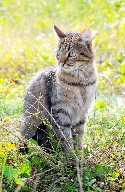 Eine braun getigerte Katze sitzt im Garten auf dem gemähten Gras