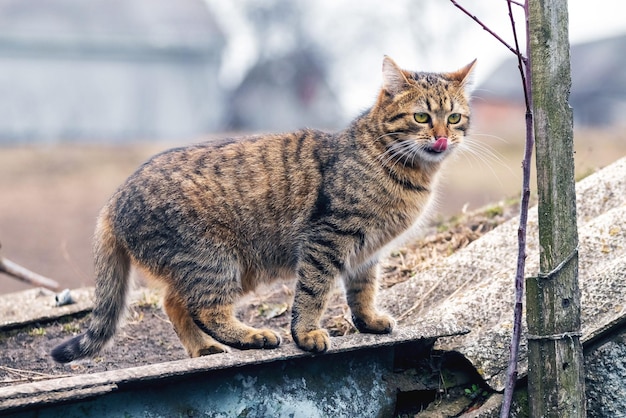 Eine braune getigerte Katze auf dem Dach eines Wirtschaftsgebäudes