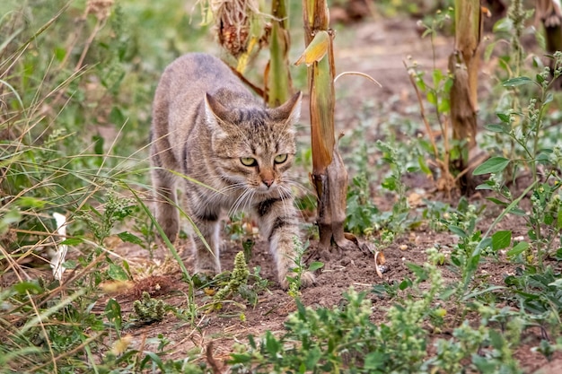 Eine braune getigerte Katze geht am Blumenbeet im Garten entlang