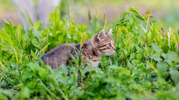 Eine braune getigerte Katze mit aufmerksamem Blick sitzt im grünen hohen Gras