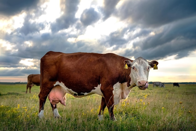 Eine braune Kuh mit einem vollen großen Euter frisst an einem bewölkten Sommerabend Gras auf einer grünen Wiese und weidet auf einer Weide